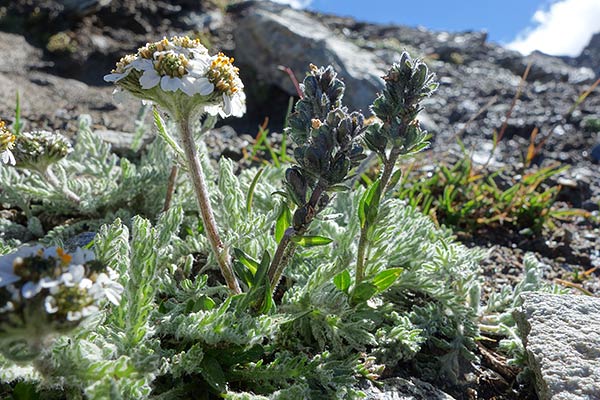 Gigantesco Mazzi Di Fiori : Fiori Occhi Della Madonna - Ecco l'elenco di tutte le aziende ...