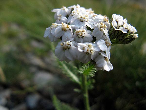 Zainoinspalla La Natura In Montagna Fiori Estate