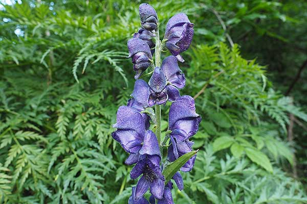 Zainoinspalla la natura in montagna fiori Fiori acquatici nomi