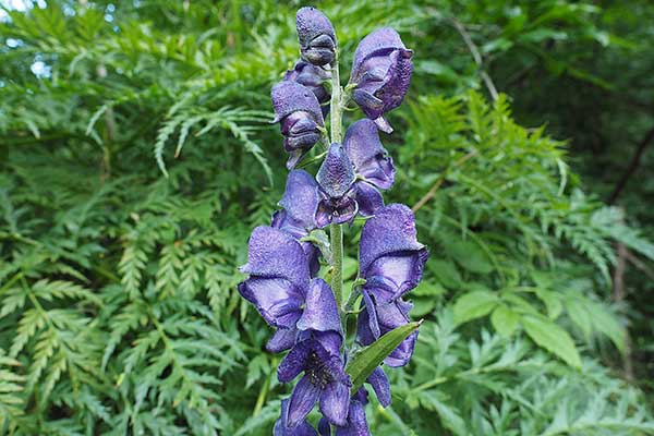 Zainoinspalla La Natura In Montagna Fiori