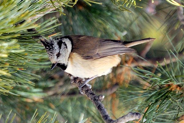 Zainoinspalla La Natura In Montagna Uccelli