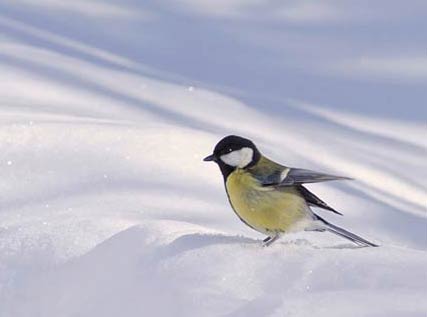 Zainoinspalla La Natura In Montagna Uccelli
