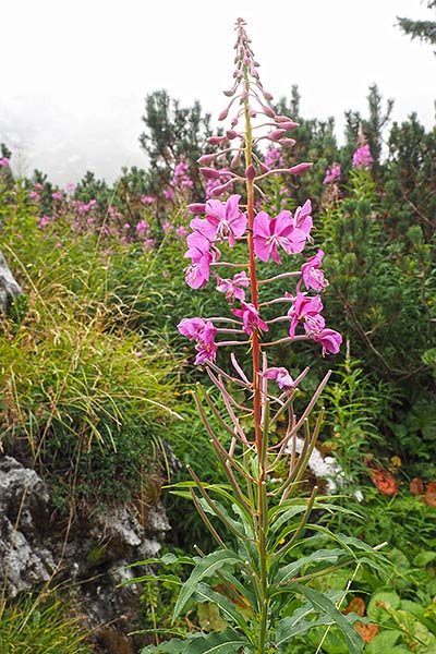 Nomi Fiori Di Montagna : Guida Ai Fiori Di Montagna 240 Specie Illustrate Con Fotografie A Col ...