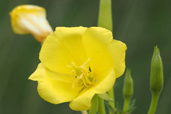 Zainoinspalla la natura in montagna fiori Fiori acquatici nomi